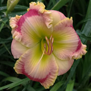 Mystic Tomato Daylily